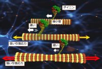 微小管の引張が促進するダイニン物質輸送-新たな細胞制御メカニズムの解明