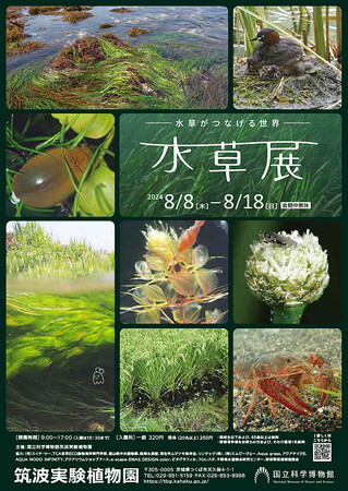 【国立科学博物館 筑波実験植物園】企画展「水草展2024~水草がつなげる世界~」開催のお知らせ