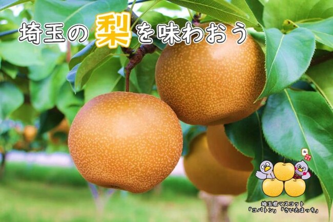 【埼玉県】埼玉県産の梨が旬を迎えます!