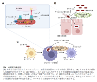 病原細菌サルモネラは宿主ポリアミンを利用し、病原因子III型分泌装置を構築することにより、感染する --ポリアミンの制御は、細菌感染を抑制する可能性を発見 --北里大学