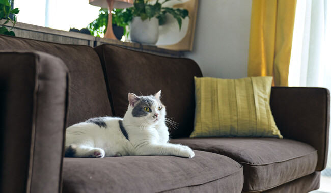 ”一緒に暮らすネコもイヌもストレスフリーに！”　摩耗対応とイージークリーンが特徴のペット対応認証生地のソファが登場。