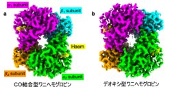 ワニはどうして長時間水に潜れるのか？