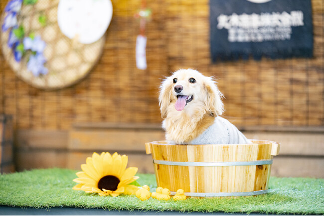 ツリーハウスのあるカフェで日本の夏を愛犬と共に楽しむ「ワンワンコムナ」開催