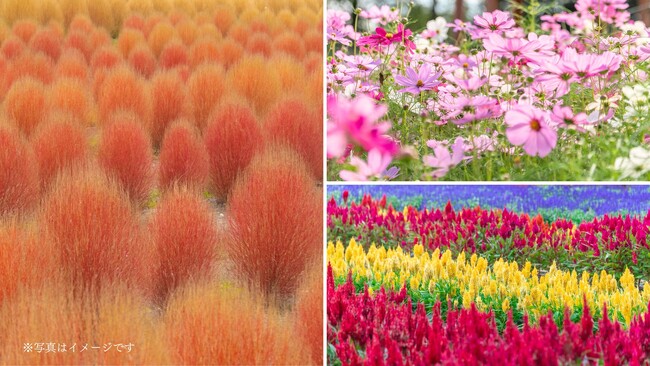 NEW!【広島/世羅】コキアとコスモスの丘《Flower village 花夢の里》