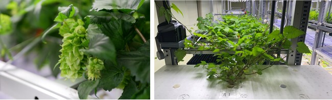 ビールの原材料「ホップ」の屋内栽培技術を、CULTA社と共同で確立