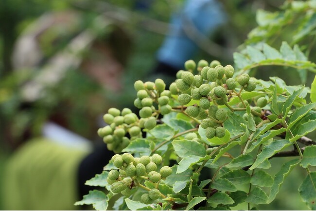 【岐阜県高山市】香り豊かな飛騨山椒（高原山椒）を収穫中です