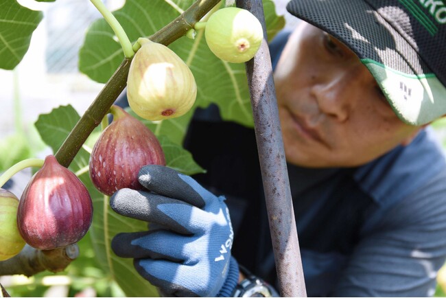 「朝採り・完熟」 兵庫県川西市でいちじくの収穫始まる！ / 兵庫県川西市