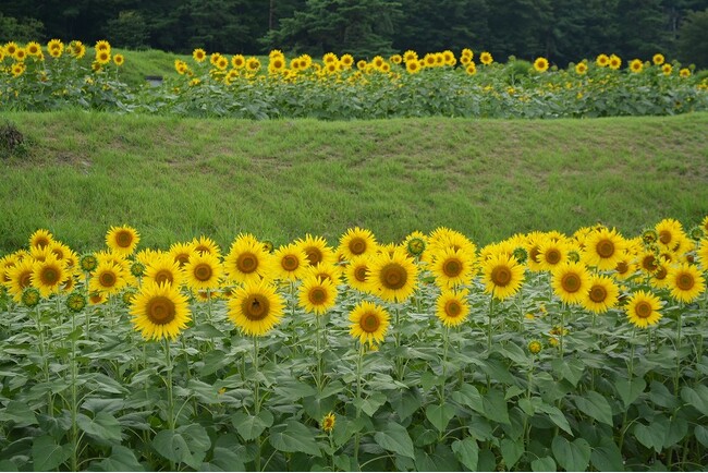 ヒマワリ畑・迷路、満開です！【国営アルプスあづみの公園　堀金・穂高地区】