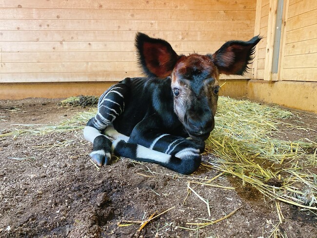 よこはま動物園ズーラシアで10年ぶりにオカピの繁殖に成功しました!