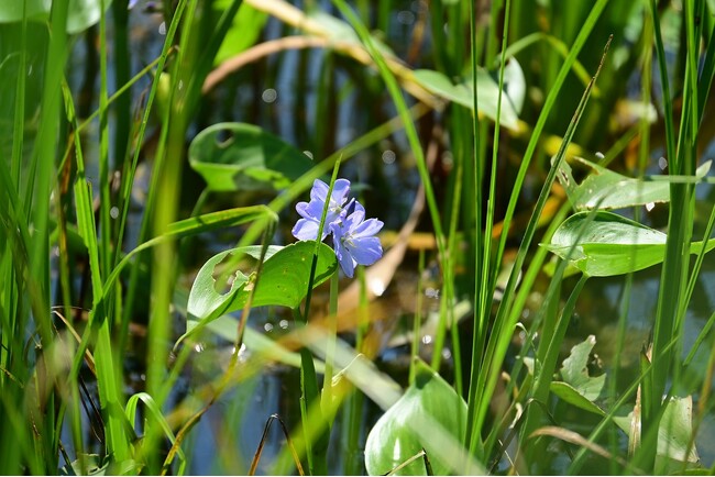 自然観察会「希少な水草を観察しよう！」参加者募集（岩手県立高田松原津波復興祈念公園）