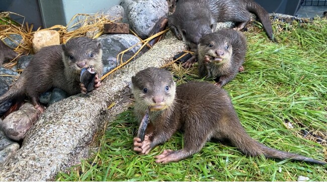 サンシャイン水族館生まれのコツメカワウソの赤ちゃん３兄弟　コツメカワウソたちが愛称を選ぶ愛称決定会進出の３つの椅子を賭け　一般投票による“最終予選”がいよいよスタート！