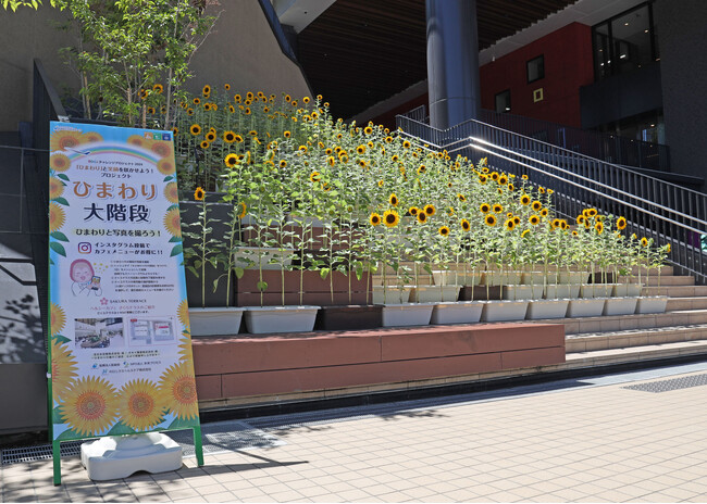 i-Mall「ひまわりの大階段」が開花しました