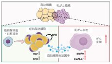 脂肪細胞の発達により乳がんの浸潤・転移が促進されることを解明