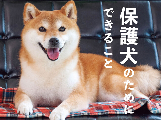 お迎え以外にもできる、保護犬のための活動とは？ 基本の知識から保護団体のお仕事までを特集した日本犬専門誌『Shi-Ba【シーバ】』最新号Vol.133が8月29日（木）発売