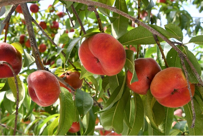 【岐阜県高山市】平らな形の幻のモモ「蟠桃」の収穫が始まっています