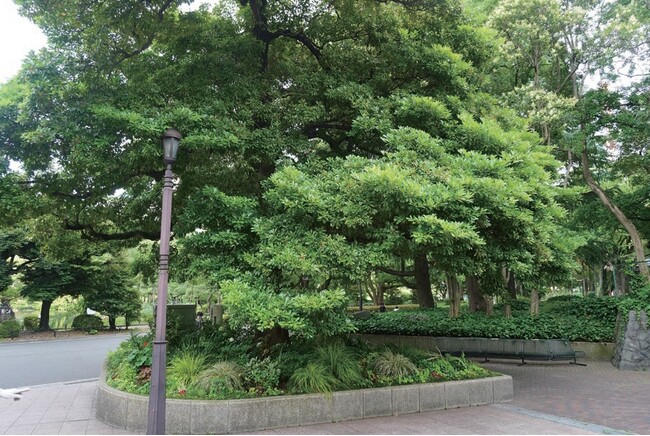 日比谷公園におけるSynecoculture(TM)導入のお知らせ