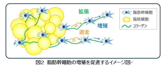 ヘアケア研究への挑戦、大人の髪悩みに“サイエンス”で最適解を