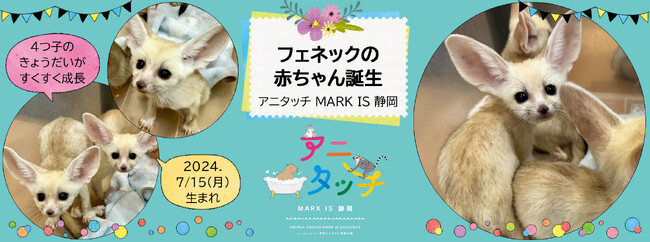 「アニタッチ MARK IS 静岡」でフェネックの赤ちゃん誕生！！