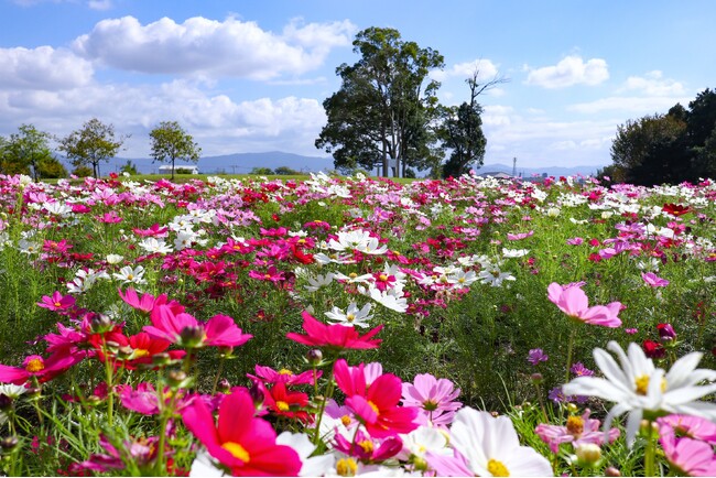 やまと花ごよみ２０２４「秋は馬見でお花とマルシェ」開催！