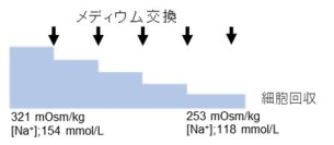 慢性低ナトリウム血症とその急速補正がミクログリアの機能に影響を与えることを発見