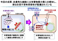 【岡山理科大学】「舌」と同じ苦味受容体が「皮膚」にも存在することを発見