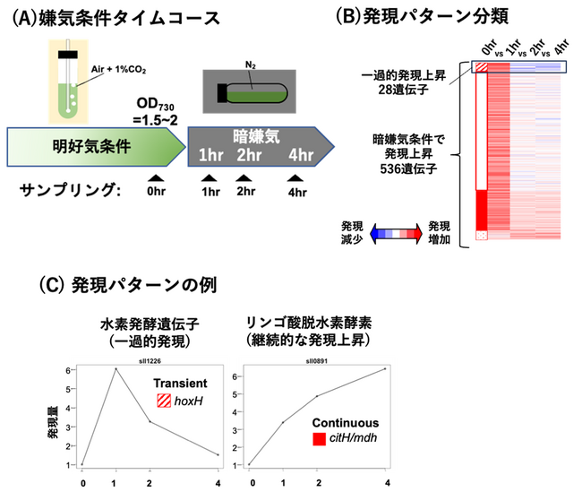 ～DNAの高次構造はラン藻の転写制御の新たな視点～水素生産遺伝子を制御するラン藻のグローバル転写因子cyAbrB2は核様体結合タンパク質である