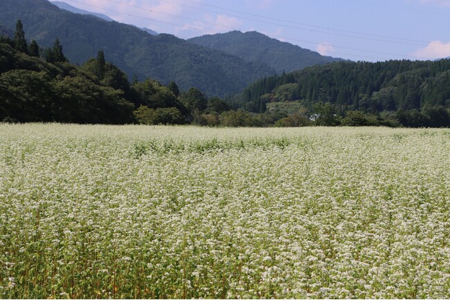 【岐阜県高山市】特産「荘川そば」の花が見頃を迎えています