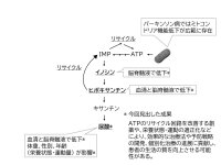 パーキンソン病と尿酸および エネルギー代謝障害の関係を示す新たな発見