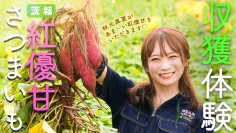 秋元真夏が天皇杯を受賞した紅優甘の産地を訪問！ 茨城が誇るさつまいもを収穫！