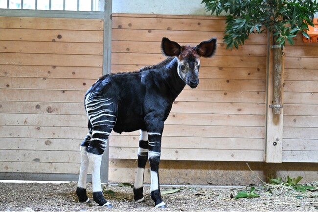 よこはま動物園で誕生した、オカピの赤ちゃんお披露目!