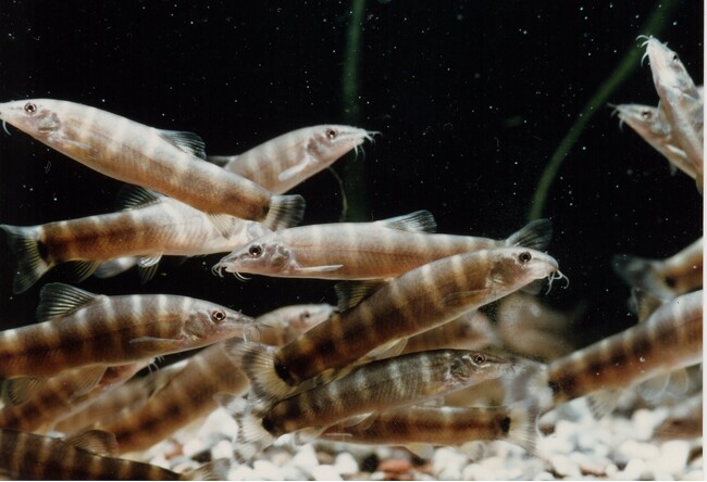 水族トピック展示「7年ぶりの繁殖成功!天然記念物・アユモドキ」の展示を行います