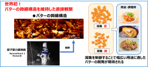 今後のバターの品質や風味向上へ期待雪印メグミルク 原子間力顕微鏡を用いてバターの組織構造を維持したまま直接観察できることを世界で初めて確認2024年9月6日「酪農科学シンポジウム2024」にて発表