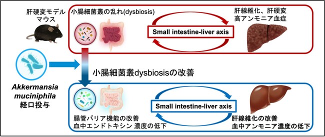 小腸の細菌が肝臓の線維化に関わることが判明、常在菌アッカーマンシア ムシニフィラが改善を促進