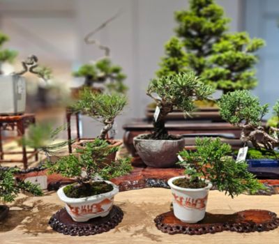<天候不良により延期>ボタニカルマーケット in NEOPASA浜松(下り)