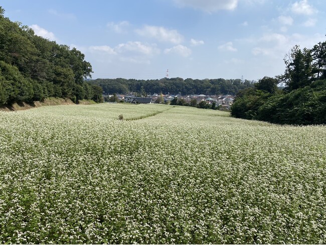 【東京都町田市】七国山の秋の風物詩!そばの花が見頃を迎えます