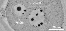 世界初！卵子にDNA溶液を注入することで人工細胞核の構築に成功　細胞核の機能獲得メカニズムの一端を明らかに