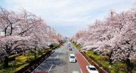 高校生が、たったひとりの桜守に独自インタビュー　～国立市の桜並木を守り続ける大谷和彦さん～