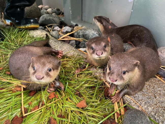 当館初の試み！愛称を最後に決めるのはカワウソ！？　サンシャイン水族館で生まれたコツメカワウソの赤ちゃん3兄弟　“生き物任せ”のおみくじ方式で愛称を選んでもらいました！