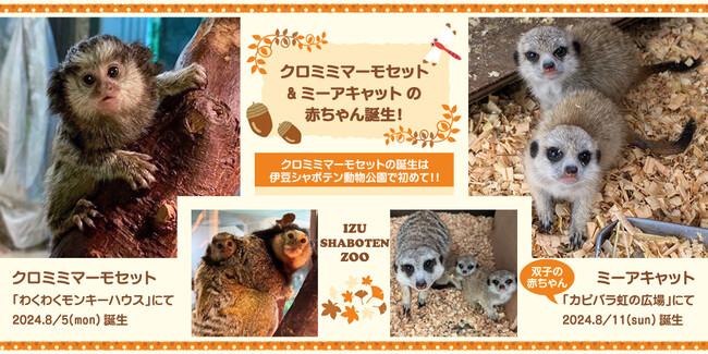 「クロミミマーモセット」＆「ミーアキャット」の赤ちゃん誕生！赤ちゃんたちはそれぞれ順調に成長中♪