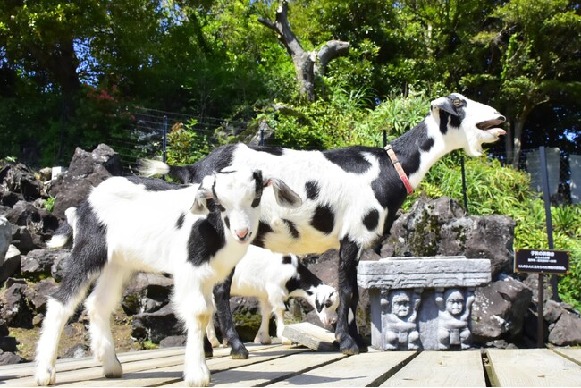 動物のおやつや飼料でフードロス削減！　伊豆シャボテン動物公園で2024年9月28日（土）～ イベント第一弾を開催