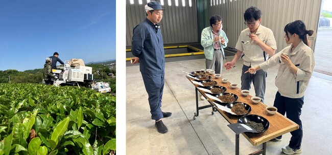 有限会社丸新柴本製茶と共同開発で、味の素AGF初となるオリジナルの和紅茶の試作製造を開始