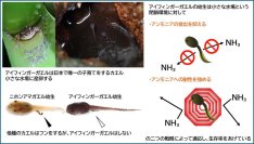 【名古屋大学】ウンチをしないオタマジャクシを新発見　～生息環境を汚さない衛生戦略で生存率を上昇～