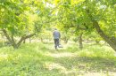 配合成分の柿の葉農園(石井物産)