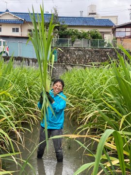 まこもだけ収穫