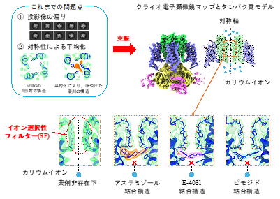 不整脈誘発薬剤との結合状態を解明 -副作用原因タンパク質hERGチャネルの構造が安全な薬設計を導く-