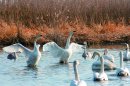 邑楽町　多々良沼に飛来する白鳥