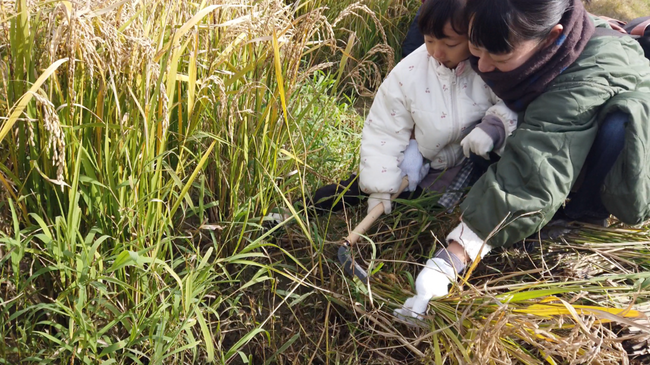 【愛知県半田市】童話の世界で稲刈り体験！はんだの魅力発見ツアー開催