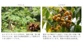 図1　新規育毛植物素材 マロニエおよびムクロジについて