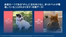 ペットの癌の罹患率