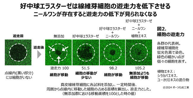 シワ原因「好中球エラスターゼ」の新知見